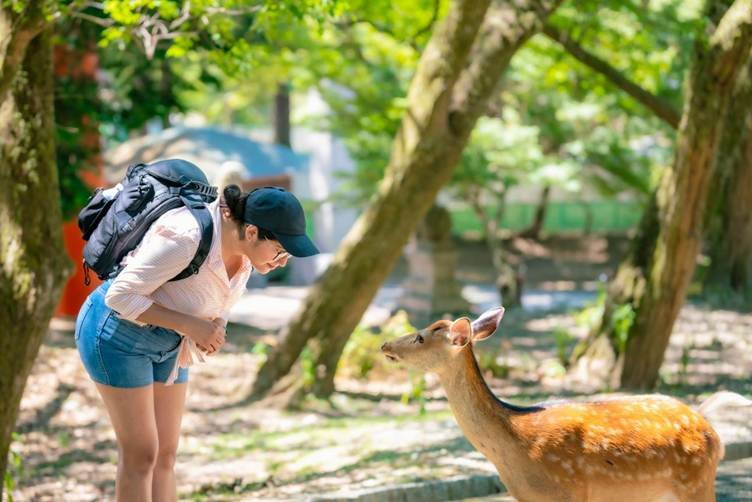 Kyoto to Nara (Day Trip) Japan Road Trip Itinerary